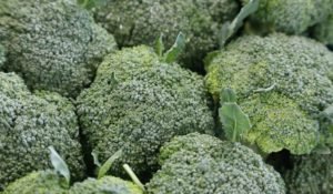 australian organic fruit broccoli project